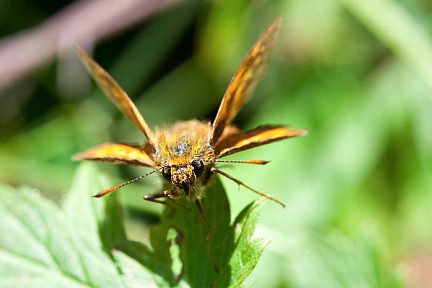 Papillon en macrophotographie