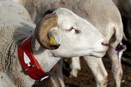 Moutons des Pyrénées près de la cabane des Aguilous