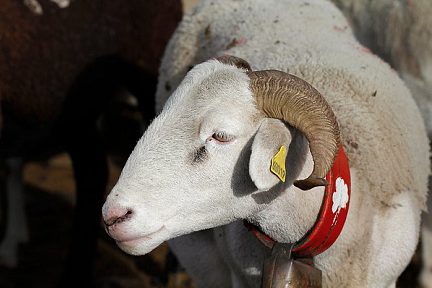 Troupeau de moutons secteur Héas, Hautes-Pyrénées