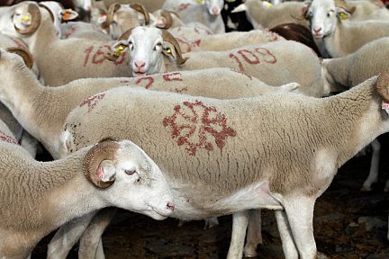 Moutons pyrénéens près de la cabane des Aguilous