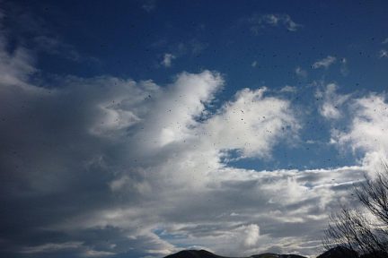 Des milliers d'oiseaux passent au-dessus d'Adipeko Lepoa