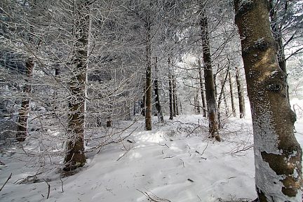 Neige en forêt sur le plateau de l'Aubrac