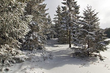 Aubrac sous la neige, sentier botanique de Laguiole