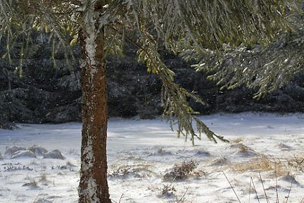 Arbre sur le plateau de l'Aubrac