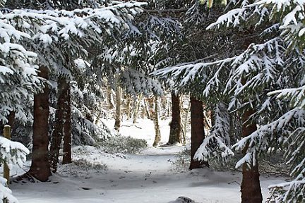 Neige recouvrant le plateau de l'Aubrac à Laguiole