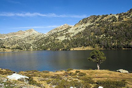 Un bel arbre à côté du lac d'Aumar