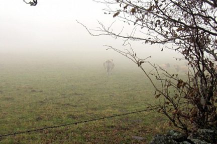 Randonnée en Aubrac Saint Chély d'Aubrac AVEYRON