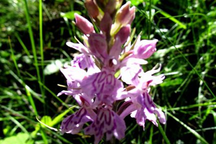 Fleur des Pyrénées Orchis