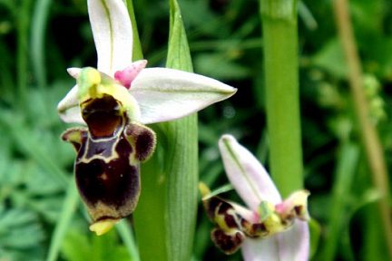 Ophrys becasse Orchidacée terrestre européenne