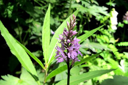Fleur ramassée lors de la randonnée au Lac du Lauvitel dans les Alpes