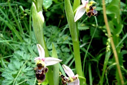 Ophrys becasse Orchidacée terrestre européenne lors d'une randonnée à Estaing en Aveyron