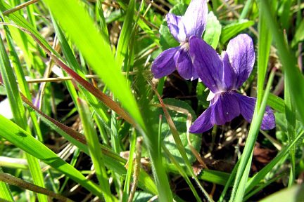 Violettes printanières en Aubrac