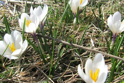 Crocus: Fleurs d'Aubrac en Lozère Col de Bonnecombe et Lac de Born