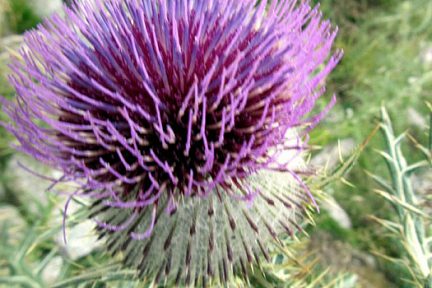 Chardon en fleur sur l'Aubrac en Lozère