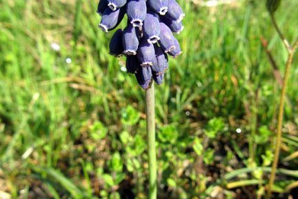Muscari: fleur lors de la randonnée à Estaing