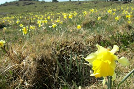 Jonquilles sur l'Aubrac près du lac de Born au printemps