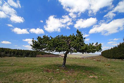 Un arbre en Lozère