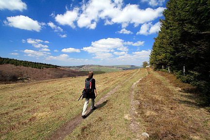 Sentier boisé au départ du col de Bonnecombe, Lozère