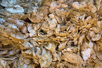 Huitres fossilisées de Sainte Croix du Mont