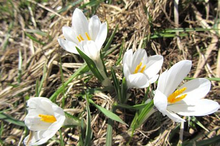 Rando Aubrac: crocus, près du Col de Bonnecombe, en Lozère