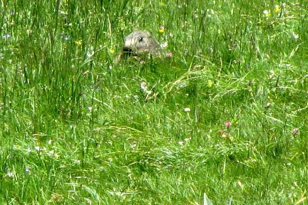 Marmotte au lac du Lauvitel ALPES