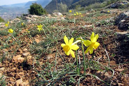Jonquilles vu depuis l'aire de vision de Brunas - Millau