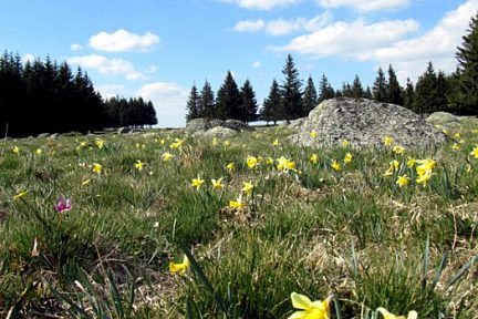Jonquilles sur l'Aubrac, randonnée en Lozère