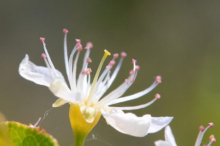 La nature se réveille dans le cirque de Navacelles