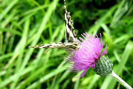 Papillon et fleur rencontrés en randonnée 