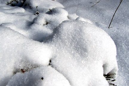 Neige dans la forêt d'Aubrac