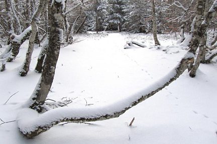 Neige de janvier sur la forêt de Laguiole en Aubrac