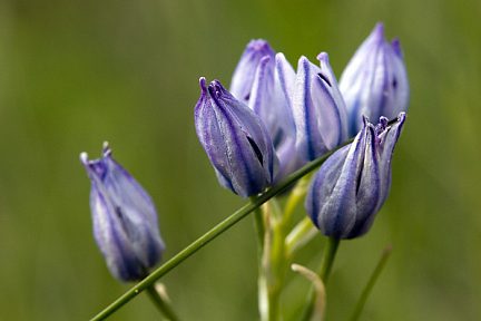 Fleur de montagne dans les Pyrénées