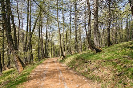 Forêt dans le Mercantour en montant au lac d'Allos