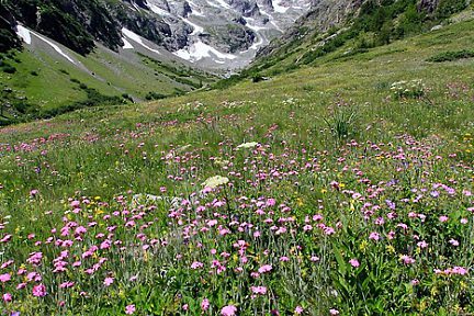 Randonnée au refuge des Bans : les fleurs sont de sortie