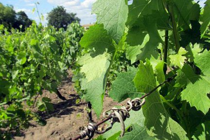 Feuilles de vignes de St Emilion
