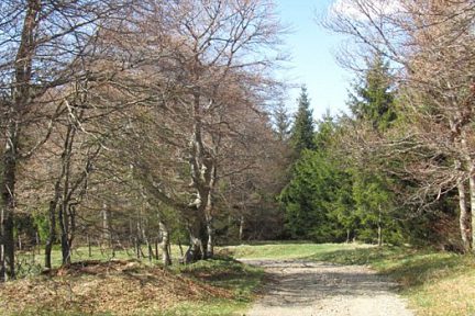 Rando sur Aubrac