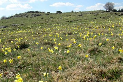 Champs de jonquilles sur l'Aubrac