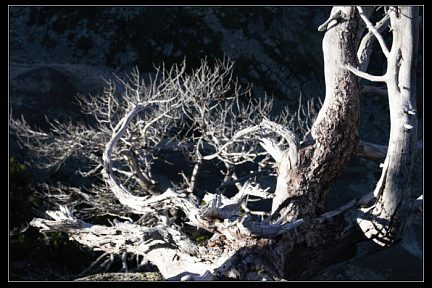 La coume de Portheil - arbre mort