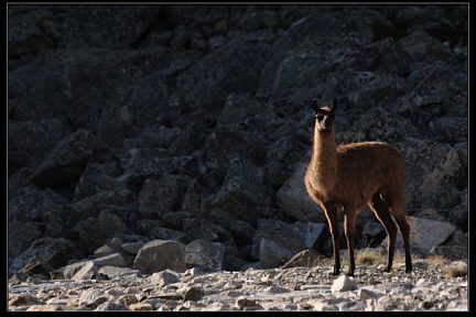 La coume de Portheil : un lama me regarde