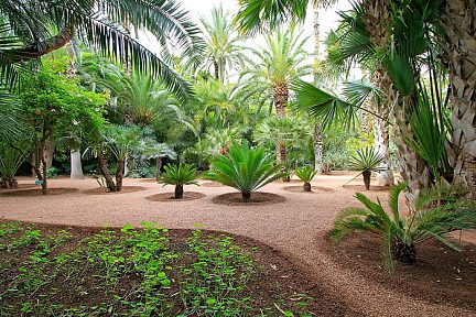 Balade dans le Jardin Majorelle à Marrakech