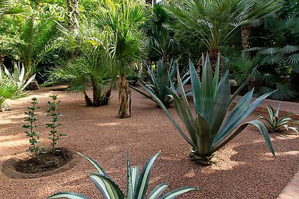Jardin Majorelle à Marrakech