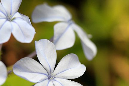 Une des nombreuses fleurs du Jardin Majorelle