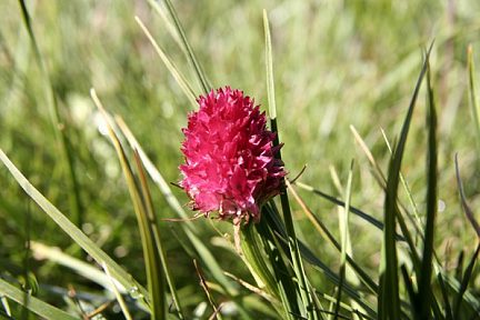 Fleur dans les Alpes vers le lacs des Gardioles