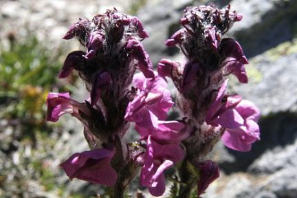 Fleur dans les Alpes