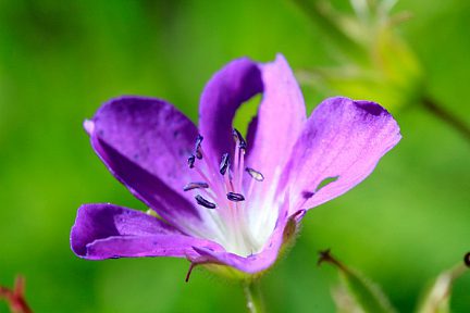 Géranium des bois dans le massif des Ecrins