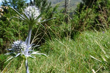 chardon bleue des pyrénées