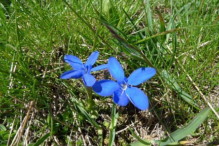 Fleur des Alpes: Gentiane printanière