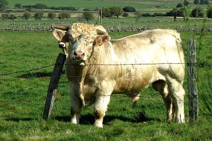 Taureau de race Aubrac