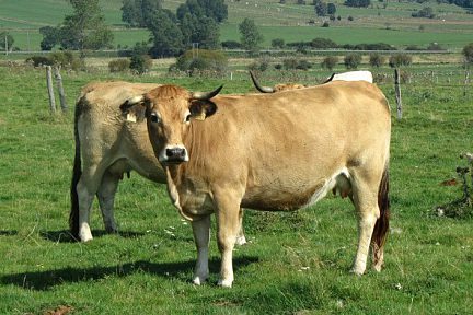 Troupeau de vache d'Aubrac