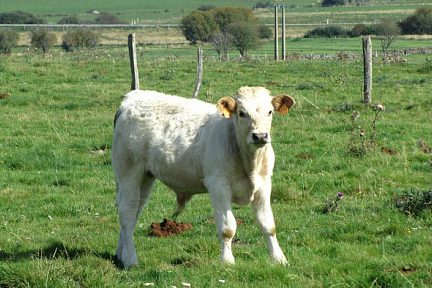 Veau de race Aubrac